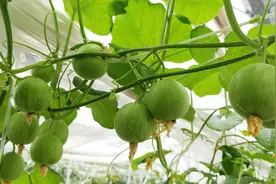 世界上最小的甜瓜，一口一个连皮吃，不要吐籽你们见过吗？视频封面