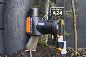 新西兰灭鼠神器，10天灭120只，无伤无毒，猫鸟都能吃视频封面