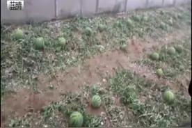 地里西瓜都被打烂，平度部分区域发生大雨 大风 冰雹等极端天气视频封面
