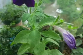 小黑飞杀不净？阳台养盆它，再也不愁花招虫！图片