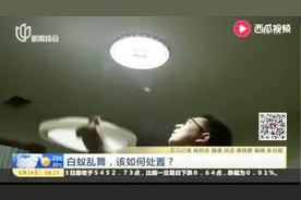 白蚁乱舞，该如何处置？视频封面