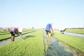 有机种植原来是这么回事，有机大米为什么贵，原因就在此！视频封面