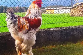 世界上最大的鸡！身高达到90厘米，网友：是低配版鸵鸟吧！视频封面