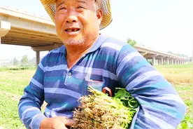 投资1000种香菜，一亩地净赚多少钱？67岁菜农算了一笔总账视频封面