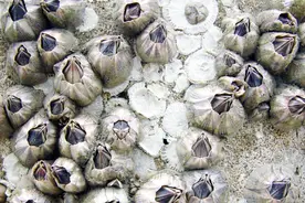 这个小小的海鲜，国外几十美元！中国烂海边没人要视频封面