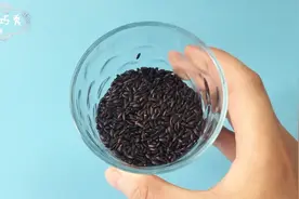 常吃染色的黑米对人的身体有害 你知道怎么辨识哪些是染色米吗视频封面