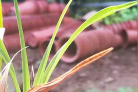 这样的环境下，野生蕙兰还能成活，你还能说野生兰花娇弱吗？