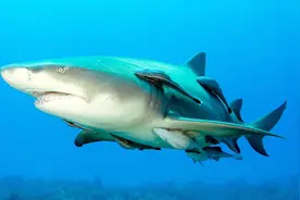 世界上最懒的鱼：吸在鲨鱼身上周游世界，科学家用其发明神器！