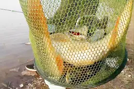 野钓者波哥：黄河鲤鱼会叫？你听过黄河鲤鱼的叫声吗？带你听下