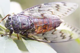 为什么农村的知了现在越来越少了？今天可算知道了