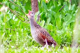 这是什么鸟儿？“嘎、嘎、嘎”的叫声视频封面