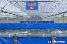 6次放苗全部失败，9个月亏了20多万，帆布池养殖真的那么坑吗？图片