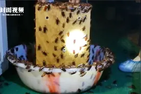 60亿只蟑螂！探秘凉山西昌全球最大蟑螂养殖基地