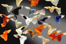 鱼缸这种底沙，最适合养孔雀鱼，草缸养养它确实不合适