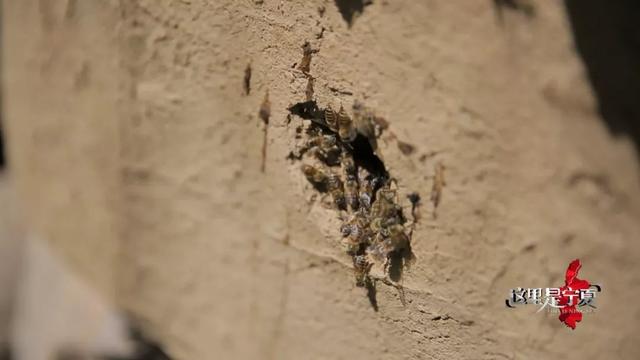 来泾源，你可以这样玩