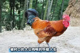 村口的噩梦！我被大公鸡啄到怀疑人生！视频封面