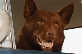 狗狗搭飞机坐轮船跨国寻找主人，只因主人遇害前说过一句承诺视频封面