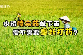 蜜蜂TV：水稻刚喷完农药就下雨，需不需要重新打药？