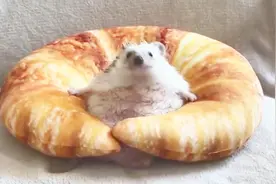 超萌呆的宠物刺猬 原来打开这小刺球比想象的容易多了