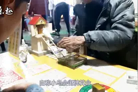 揭秘：“衔牌算命”小鸟到底是什么鸟？有何把戏？