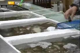 河虾价上涨 基围虾便宜斑节虾降价视频封面