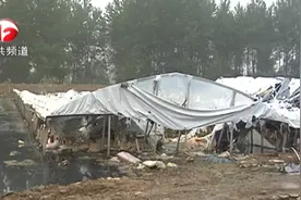 1000多头猪被水冲走 村民下水捞浮财 养殖户痛哭视频封面