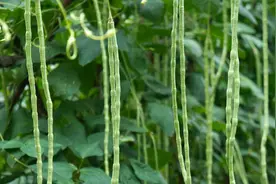 误食生豇豆会中毒，出现这三个症状时，需要及时就医