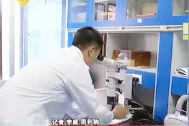 广州全城“追捕”锥蝽 他究竟是个什么虫