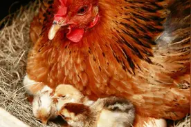 在晚上的时候，鸡为什么会自个儿回到自己的窝？