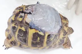 乌龟壳被割草机开一大口子，医生用医用树脂填充龟壳！