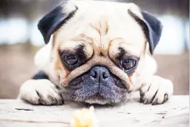 为什么狗一听到鞭炮声，就会很慌张到处乱跑？视频封面