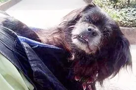 17岁的老狗老的走不动路，爷爷每天背着它散步，陪它走完余生视频封面