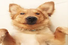 如何给狗狗拍摄照片