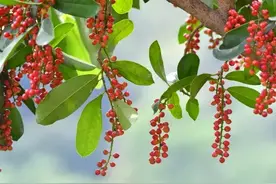 七月，来云浮植物园看五月茶图片