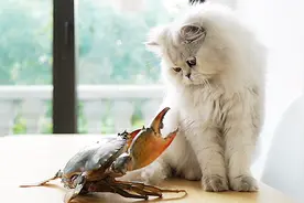 你举个爪子什么意思！老虎不发威，当我病猫啊？视频封面