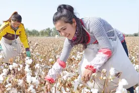 你还在为棉花高产整枝打杈吗？太费工了！用上它，省时省力还高产