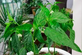 家庭盆栽辣椒想要结果多，需要打顶吗？视频封面