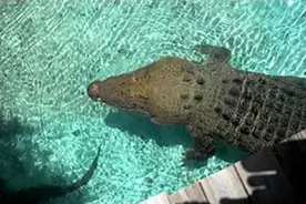 体长将近5米的鳄鱼，跳起来一瞬间，酷！视频封面