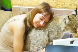 猞猁被女主人欺负，敢怒不敢言，一转头把气全撒在狗子身上！视频封面