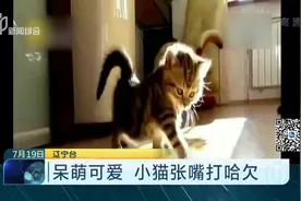 呆萌可爱！喵星人表情包！拿去不谢！视频封面