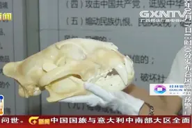 旅客出门旅游带个虎头骨回来 被海关暂扣 称：这属于违禁品视频封面