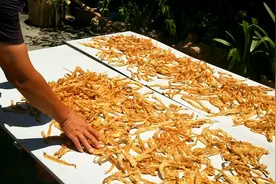 辣椒这样暴晒秘制，吃一年都不会坏，炒菜绝配特好吃，饭店吃不到