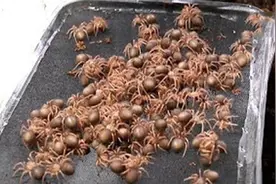 少年把蜘蛛卵袋给剪开，里面有几百只小蜘蛛！视频封面