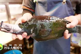 日本生鱼片闻名世界，射口鱼是其中一种，深受欢迎！视频封面
