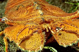 这种海中臭虫竟然是龙虾？长得太可怕！你敢吃吗？