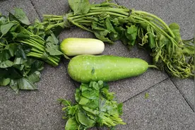 10块钱买了5种菜，你认识几种？