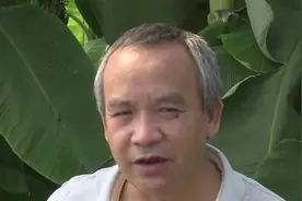 你吃过上海香蕉吗？热带果树落户上海崇明 大棚里香蕉树开花结果视频封面