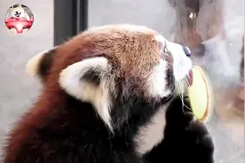 小熊猫吃苹果片的时候太可爱了，先扭一扭，再舔一舔，最后放嘴里视频封面