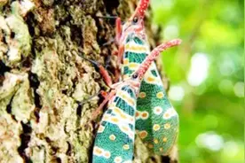 爆炒“龙眼鸡”！据说很补，你有吃过它吗？