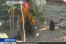 小区变成“养鸡场”居民苦不堪言城管出手，鸡：我要被杀了？视频封面